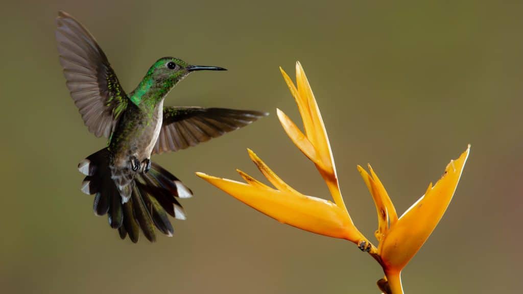 Fast and Bold Colours - Web Design Trends